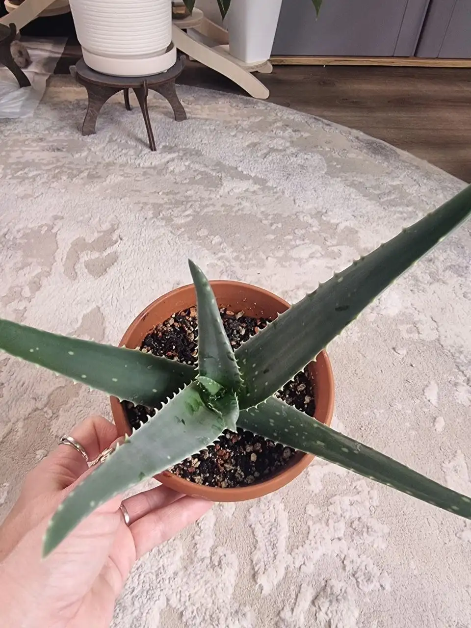 Алоэ - Комнатные растения (Для дома и дачи) в Красноярск