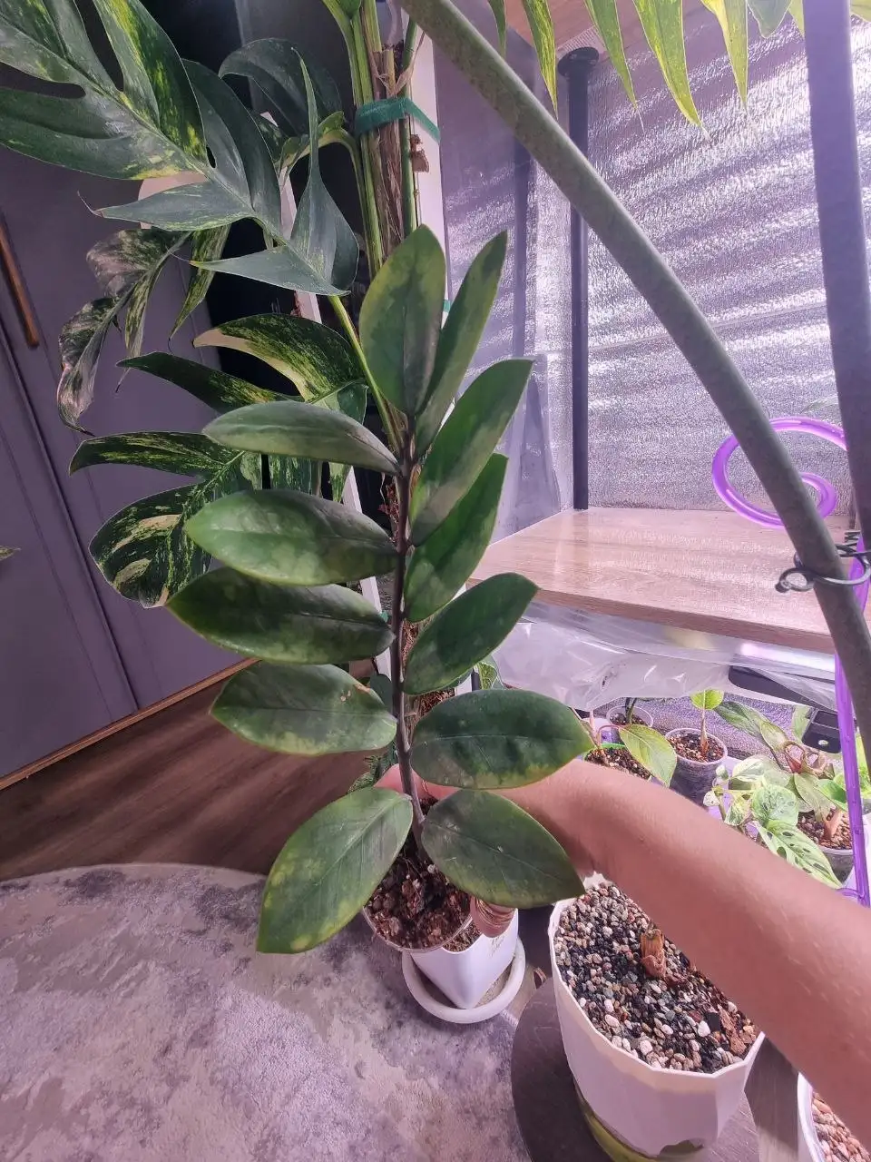 Замиокулькас вариегатный - Растения (Хобби и отдых) в Красноярск