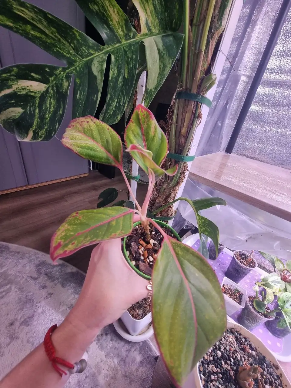 Аглаонема сорт утерян - Комнатные растения (Для дома и дачи) в Красноярск