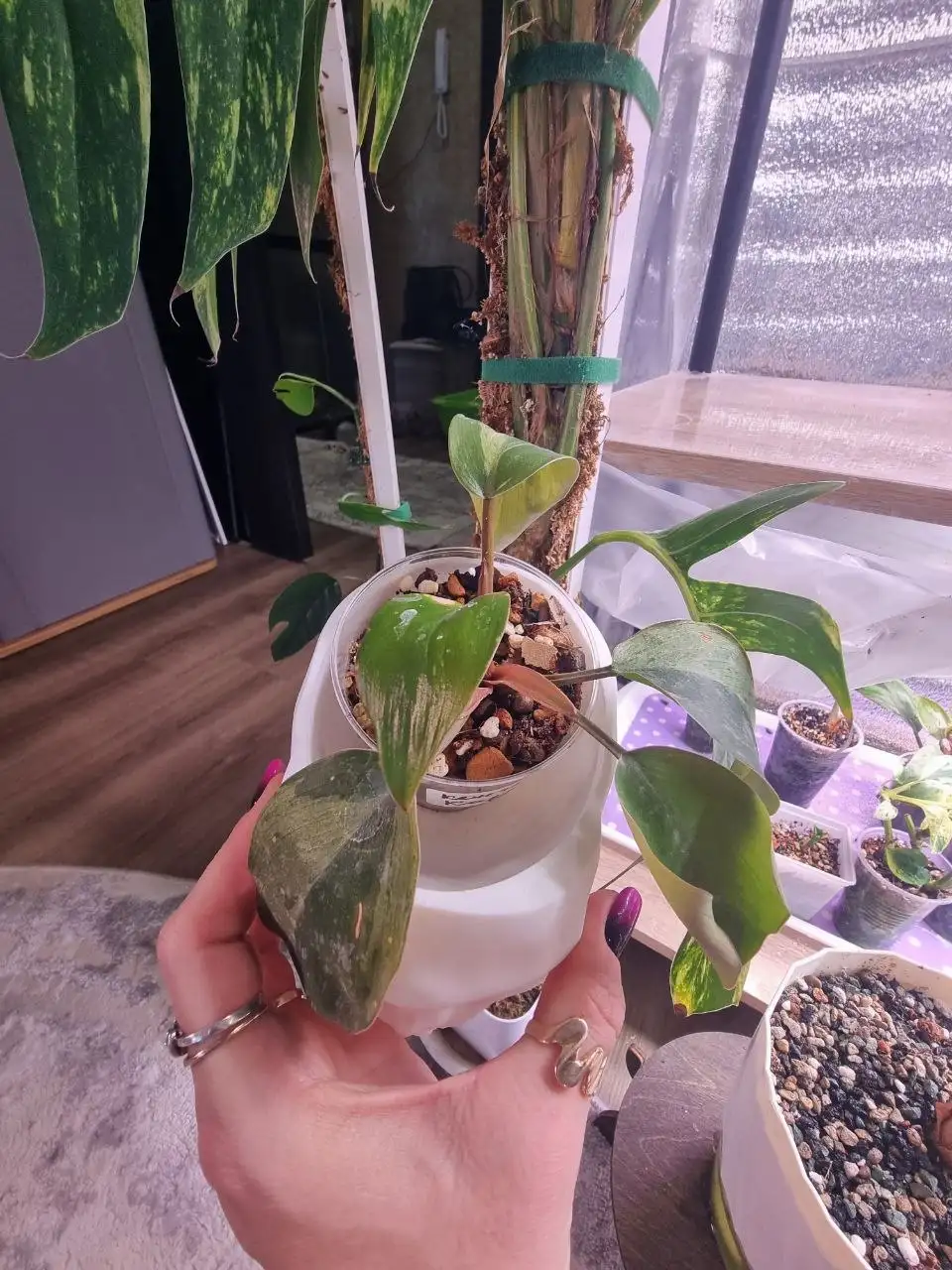 Филодендрон Конго карлик варигатный - Комнатные растения (Хобби и отдых) в Красноярск