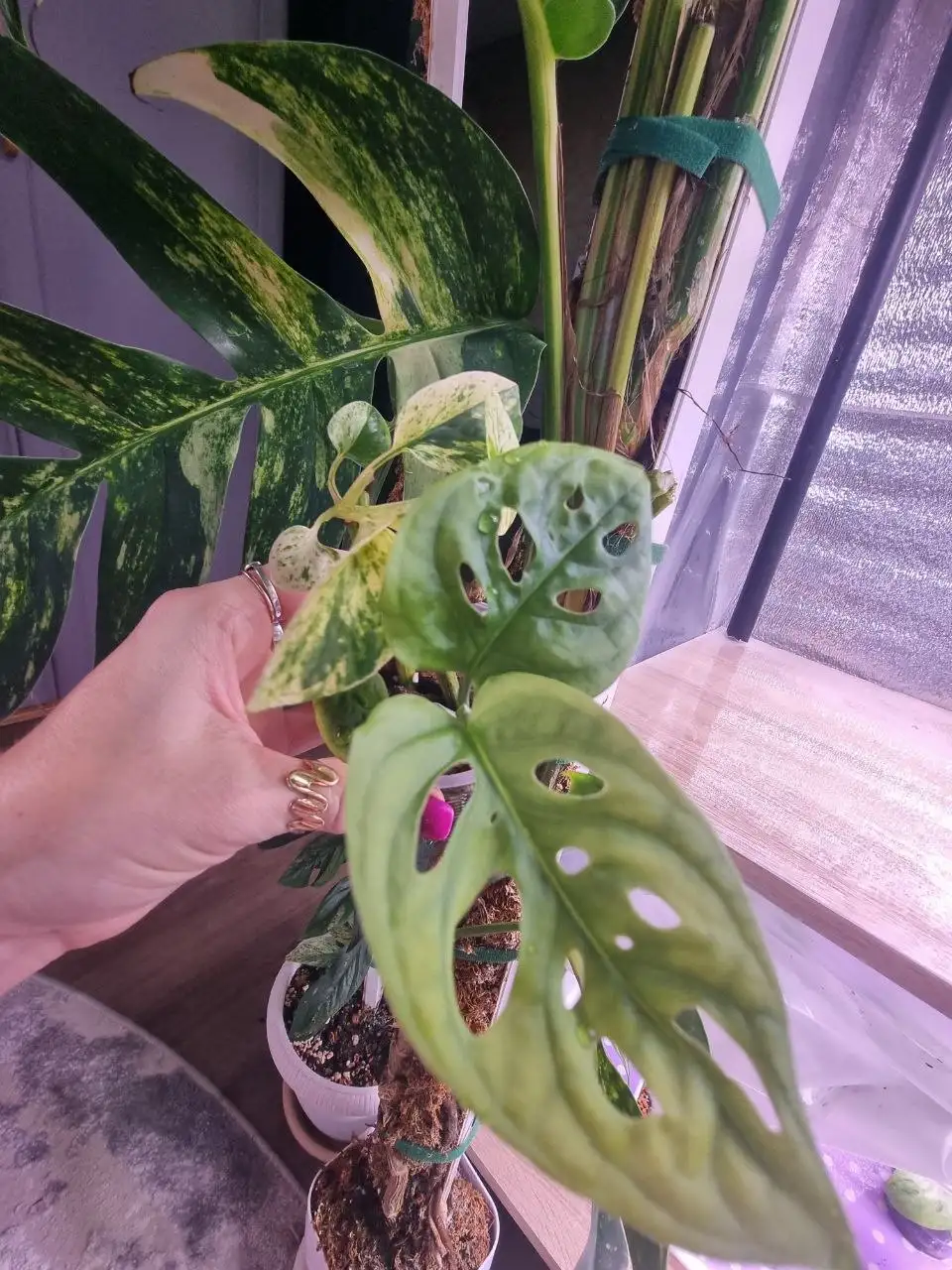 Монстера Манки и эпипремнум Snow Queen 2 в одном стакане - Комнатные растения (Хобби и отдых) в Красноярск