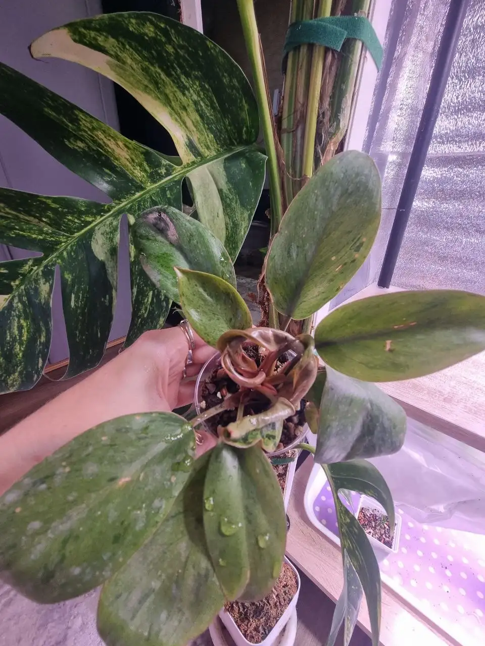 Филодендрон Конго карлик варигатный - Комнатные растения (Хобби и отдых) в Красноярск