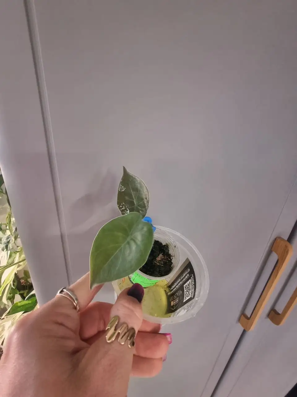 Алоказия Венти - Комнатные растения (Растения) в Красноярск