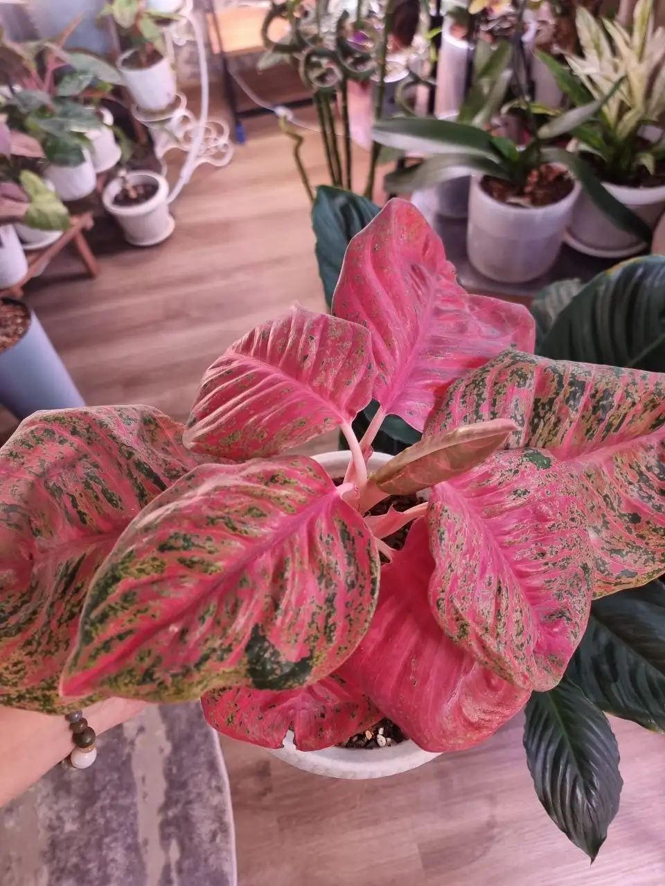 Аглаонема Оранж Сомбат - Комнатные растения (Растения) в Красноярск