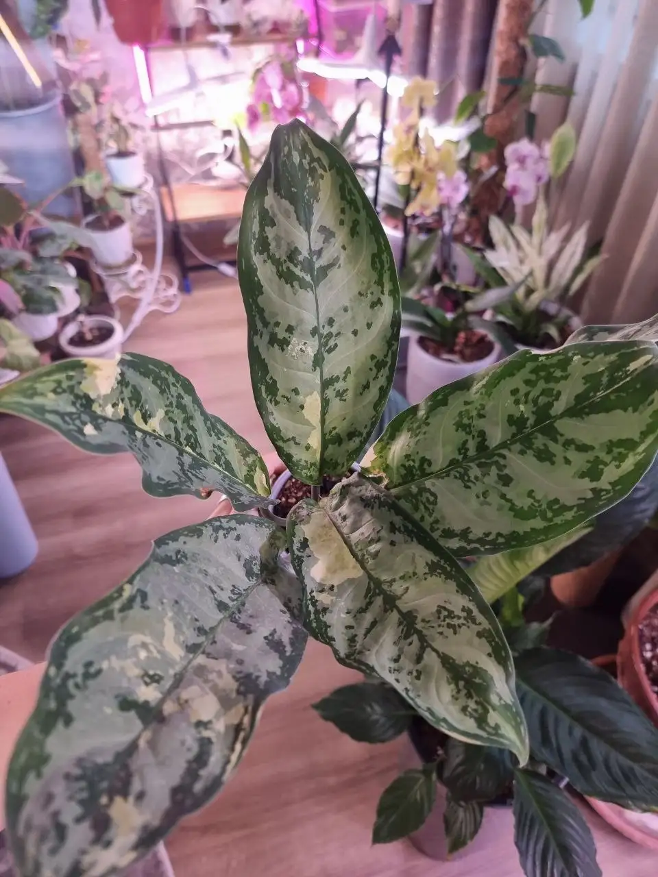 Аглаонема Commutatum - Растения (Для дома и дачи) в Красноярск