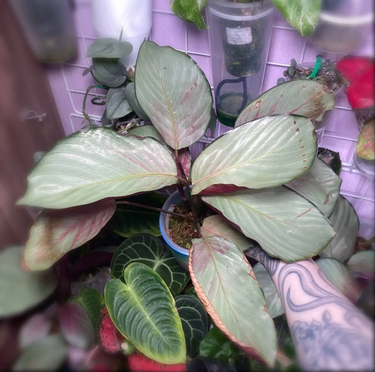 Калатея сильвер плате - Комнатные растения (Растения) в Красноярск