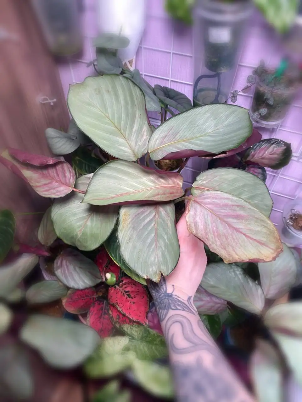 Калатея сильвер плате - Комнатные растения (Растения) в Красноярск