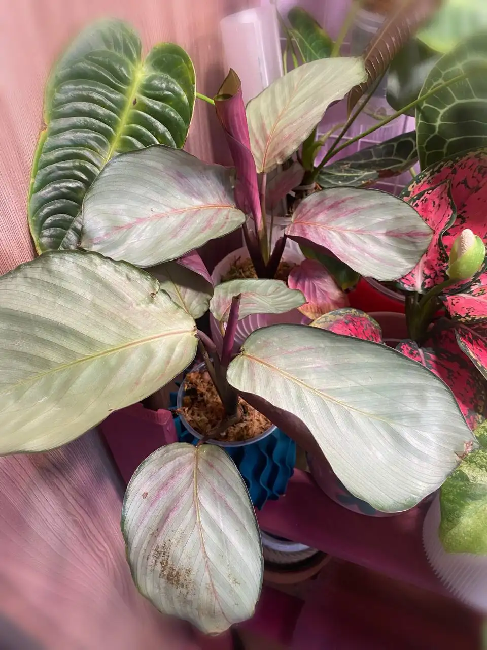 Калатея сильвер плате - Комнатные растения (Растения) в Красноярск