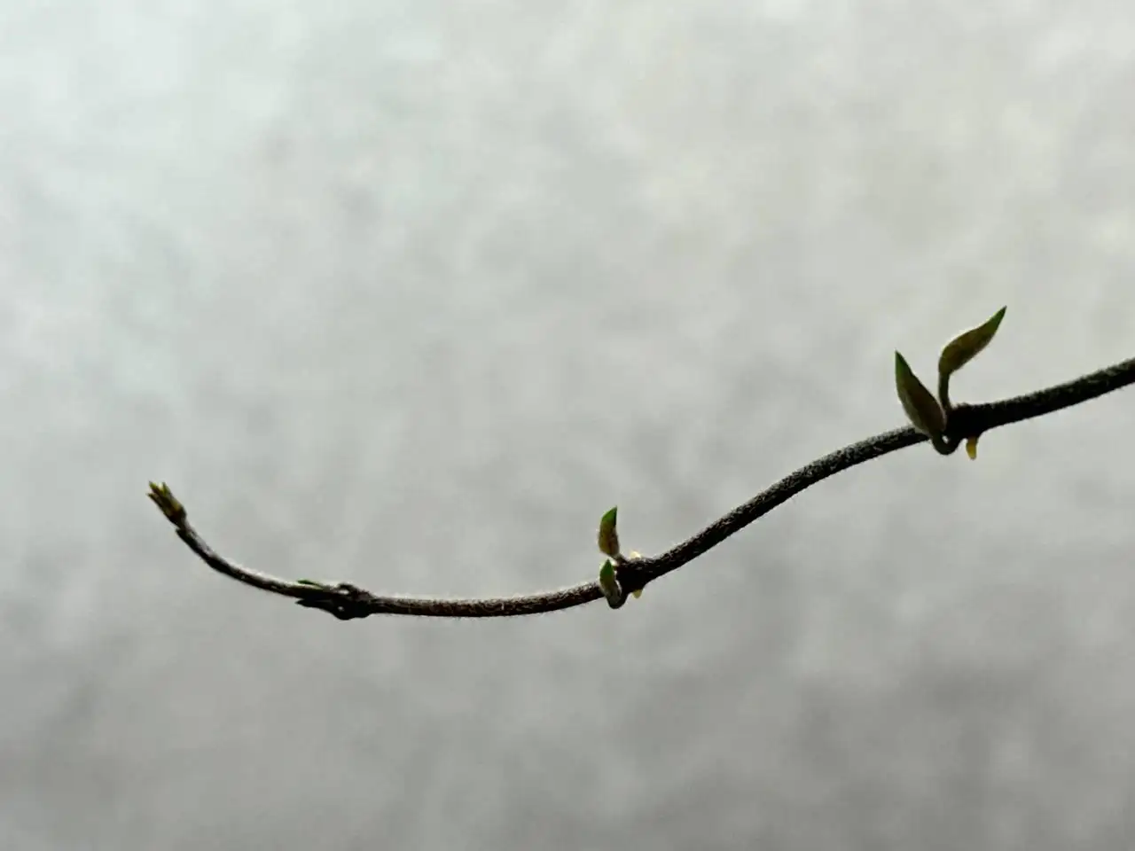 Продаю хамедорею изящную - Растения (Для дома и дачи) в Красноярск