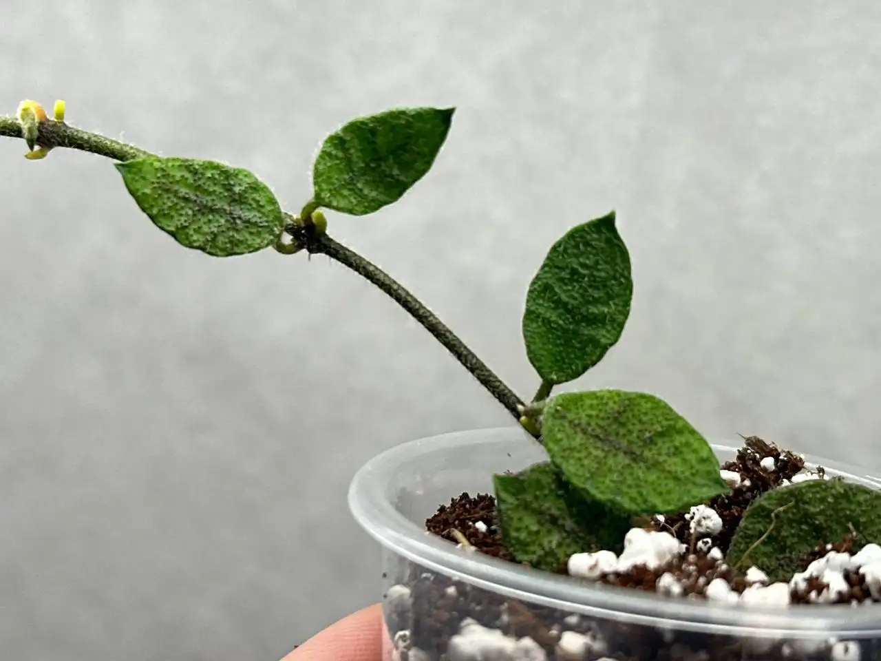 Продаю хамедорею изящную - Растения (Для дома и дачи) в Красноярск