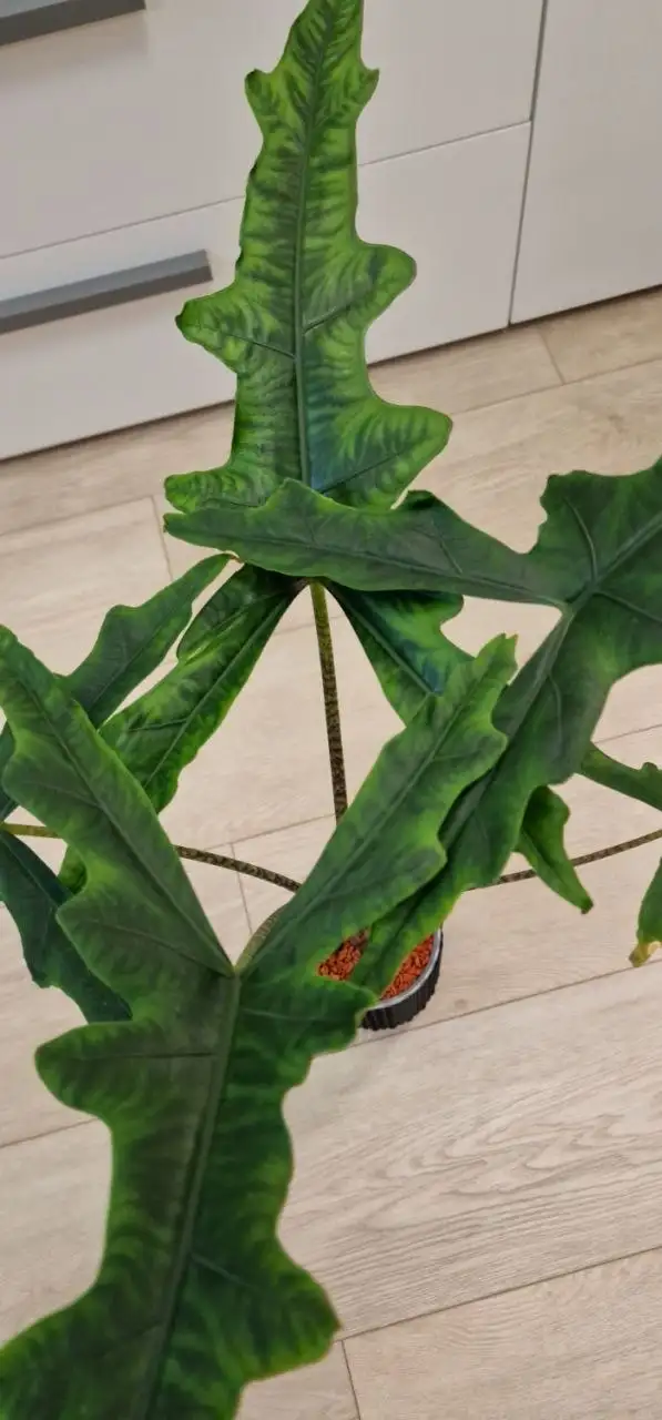 Алоказия Сабрина в мин. грунте - Хобби и отдых в Красноярск