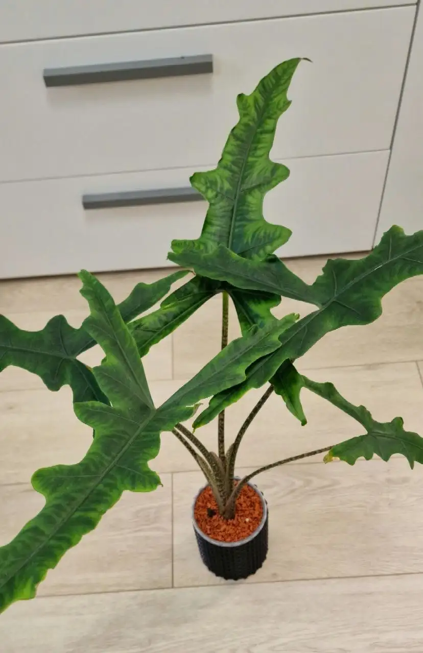 Алоказия Сабрина в мин. грунте - Хобби и отдых в Красноярск