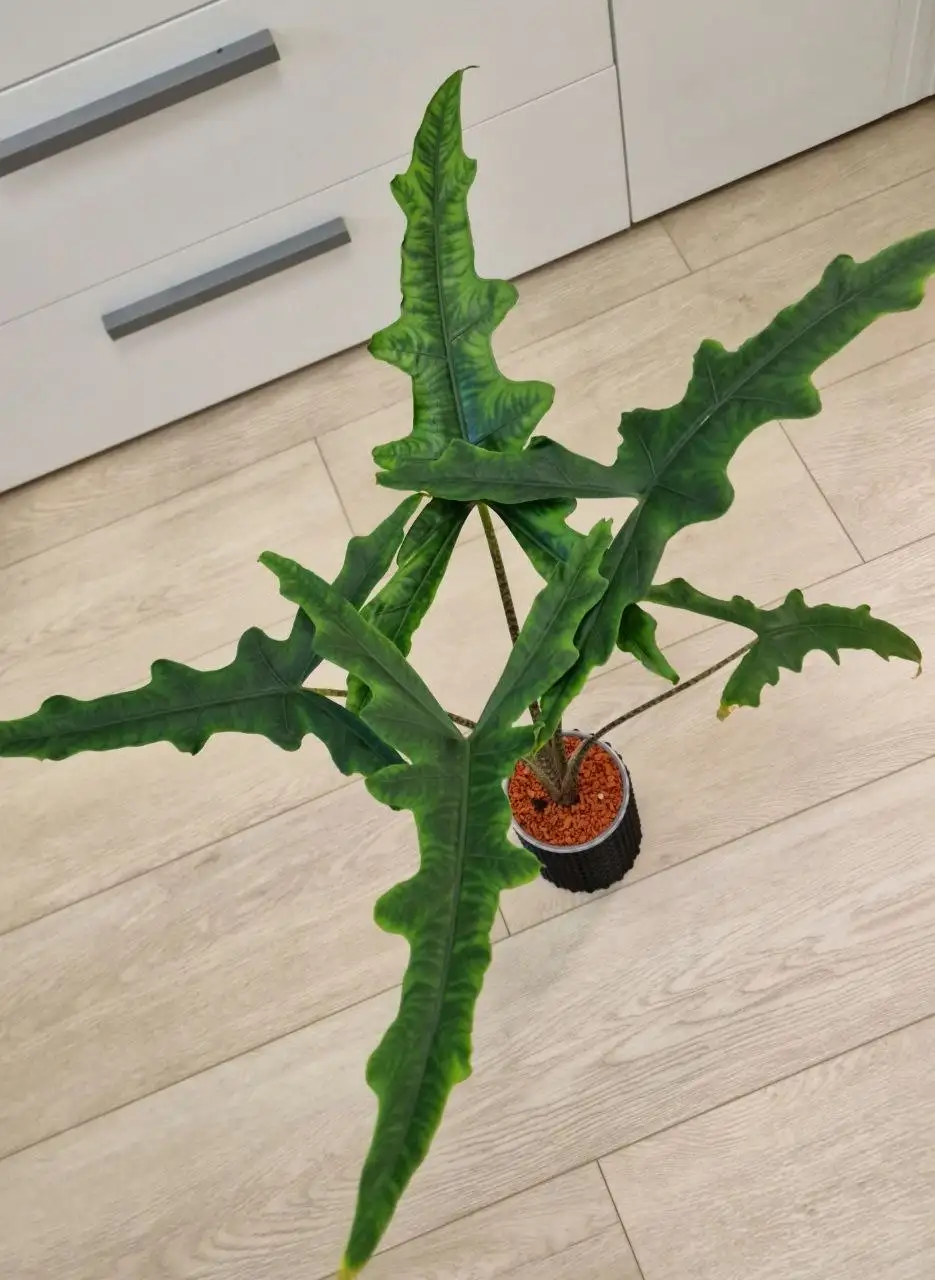 Алоказия Сабрина в мин. грунте - Хобби и отдых в Красноярск