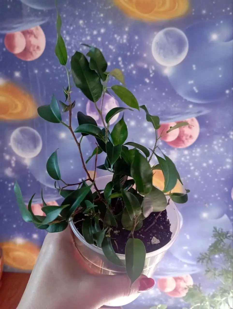 Продаю фикусы нескольких сортов - null (Хобби и отдых) в Красноярск