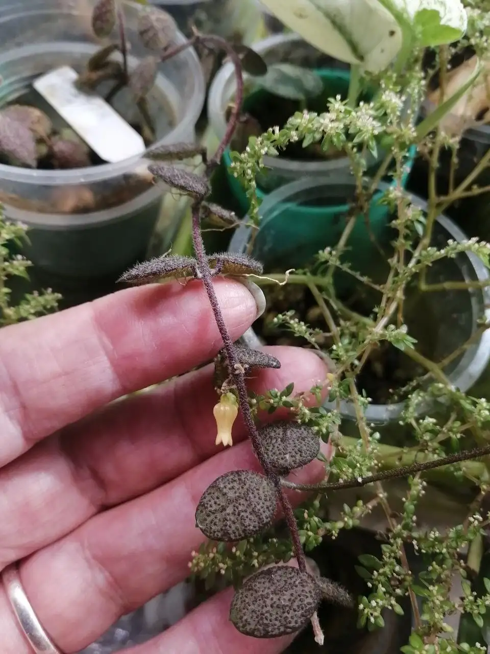 Комнатные растения цветут - Комнатные растения (Хобби и отдых) в Красноярск