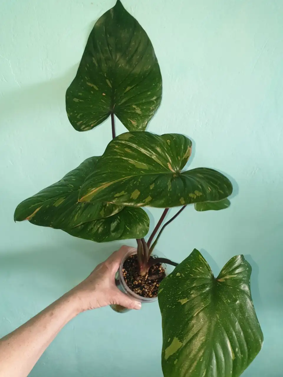 Хома Rubensis вар 2300 взрослая - Растения (Хобби и отдых) в Красноярск