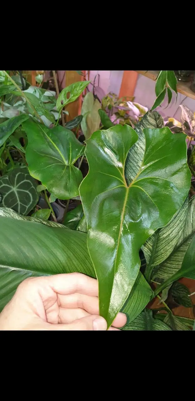 Продаю Антуриум коронг - Комнатные растения (Для дома и дачи) в Красноярск