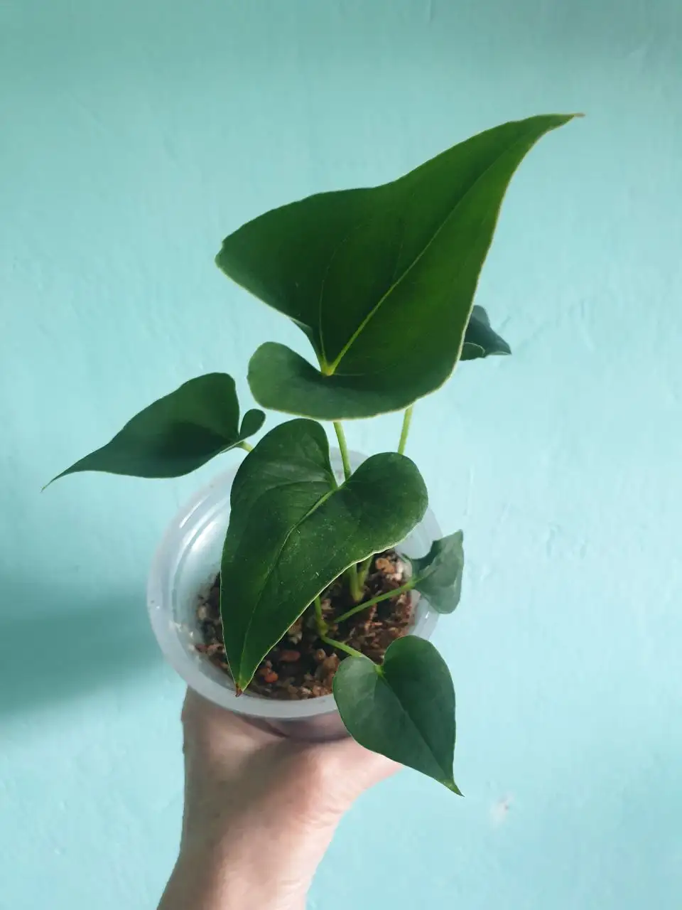 Продаю Антуриум коронг - Комнатные растения (Для дома и дачи) в Красноярск