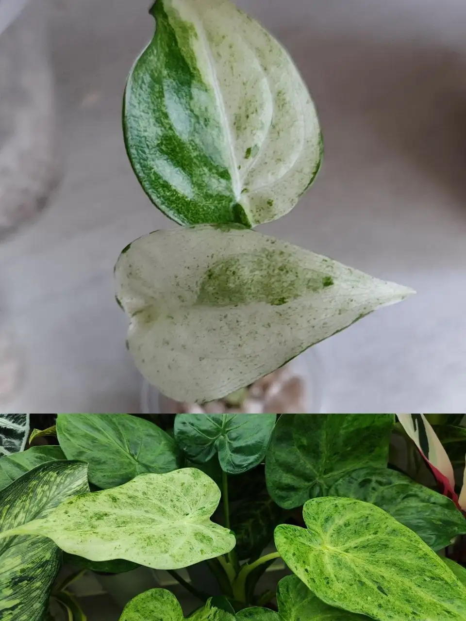 Алоказия белое кружево детка - Комнатные растения (Хобби и отдых) в Красноярск