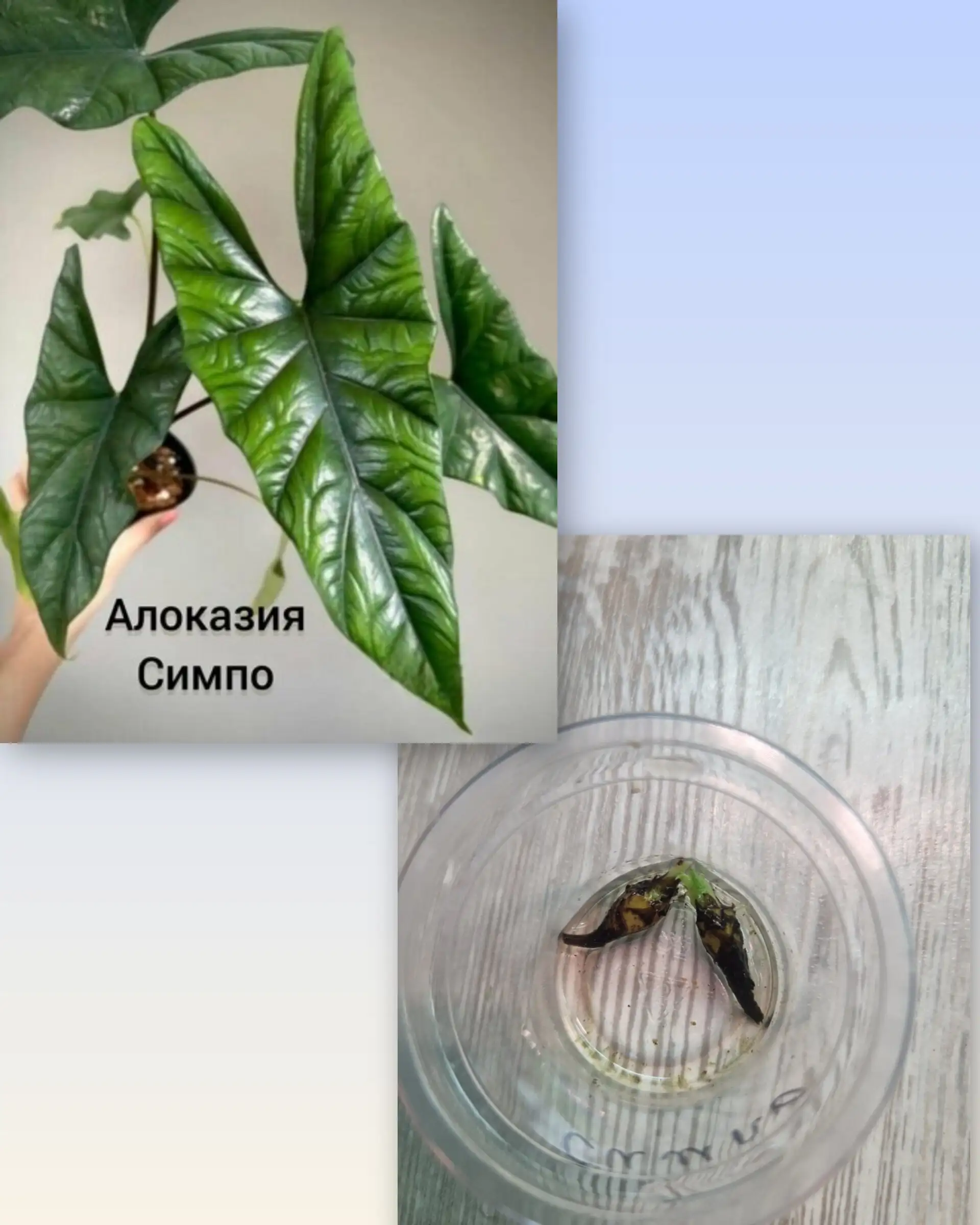 Продажа клубней алоказий - Растения (Хобби и отдых) в Барнаул