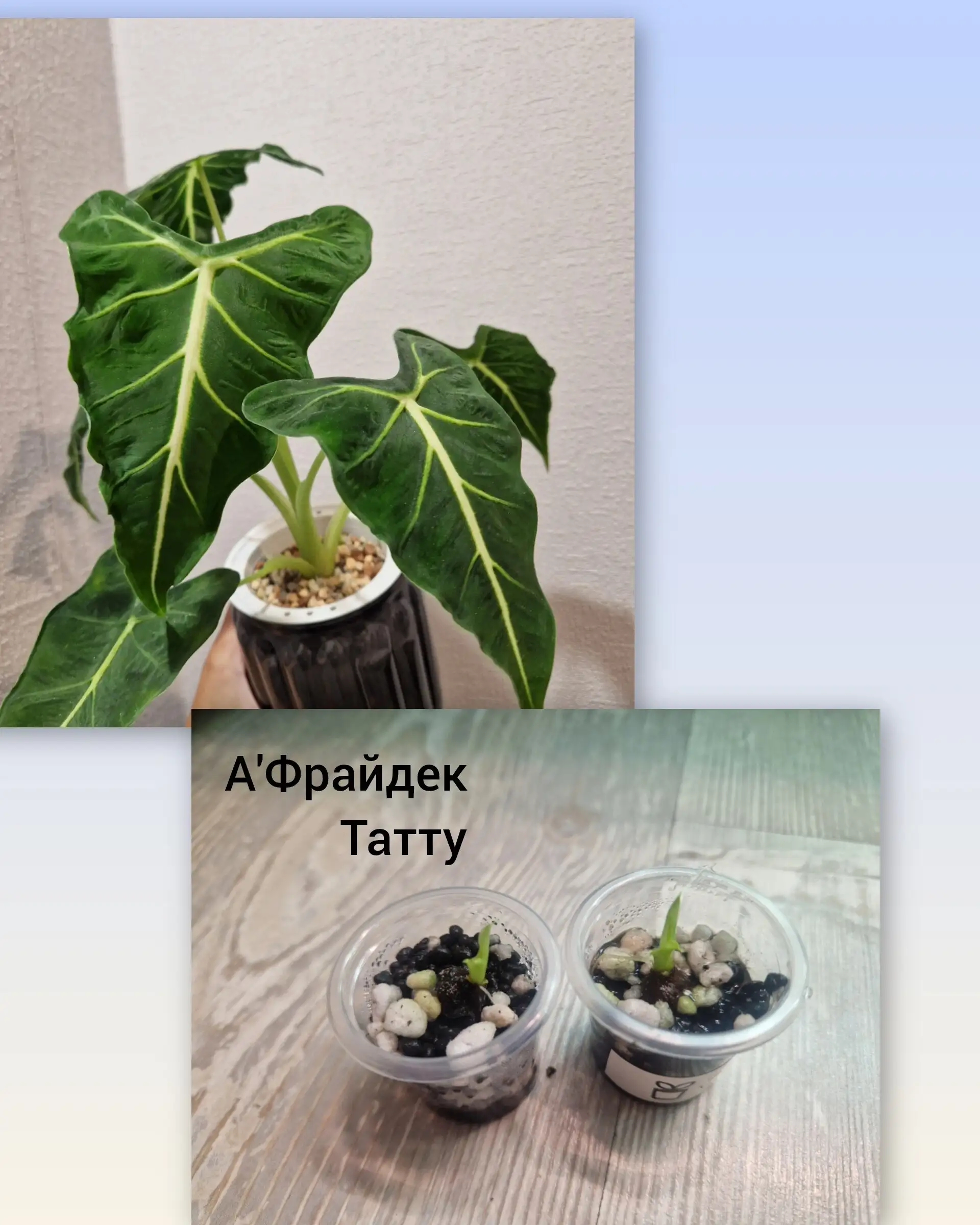 Продажа клубней алоказий - Растения (Хобби и отдых) в Барнаул