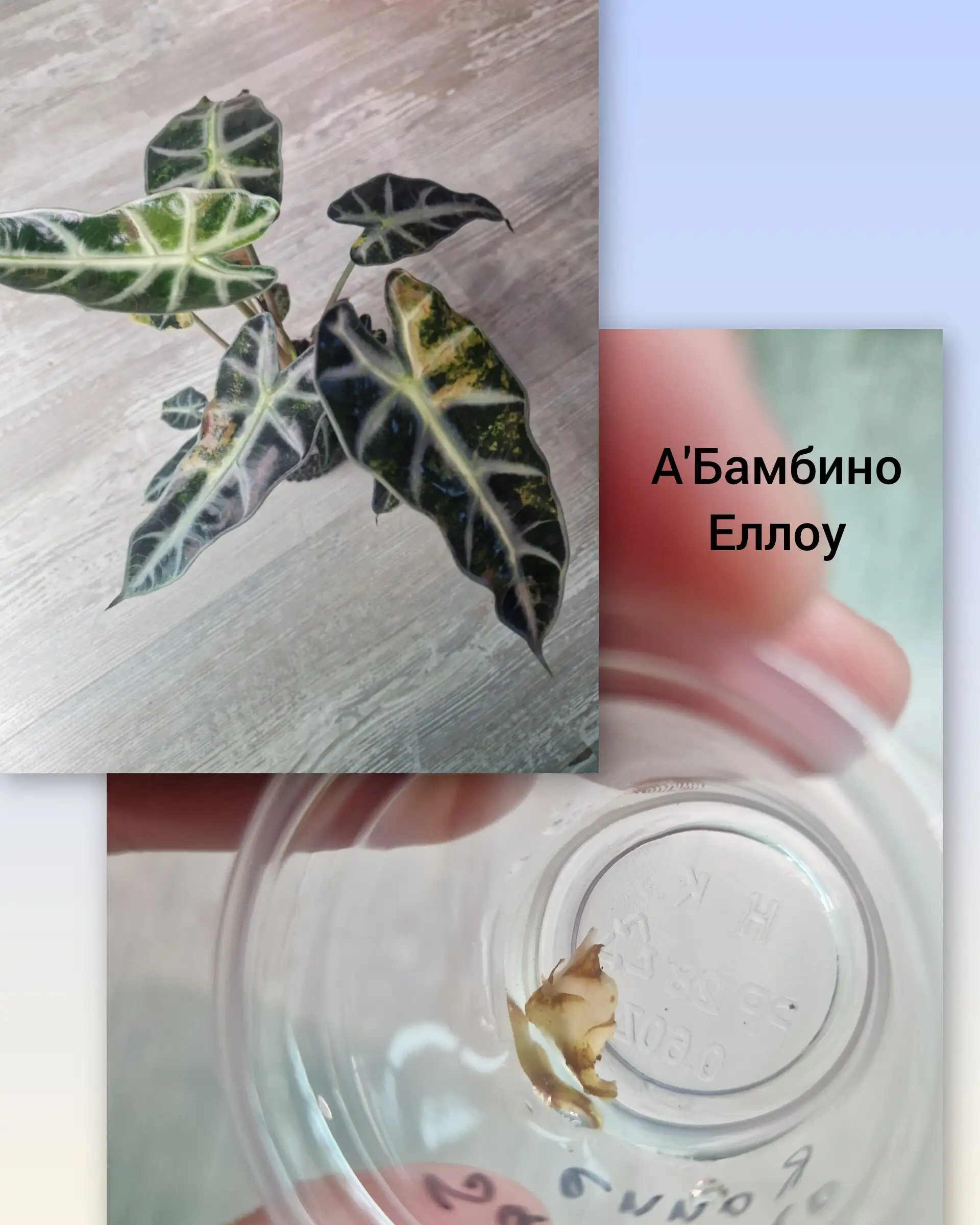 Продажа клубней алоказий - Растения (Хобби и отдых) в Барнаул