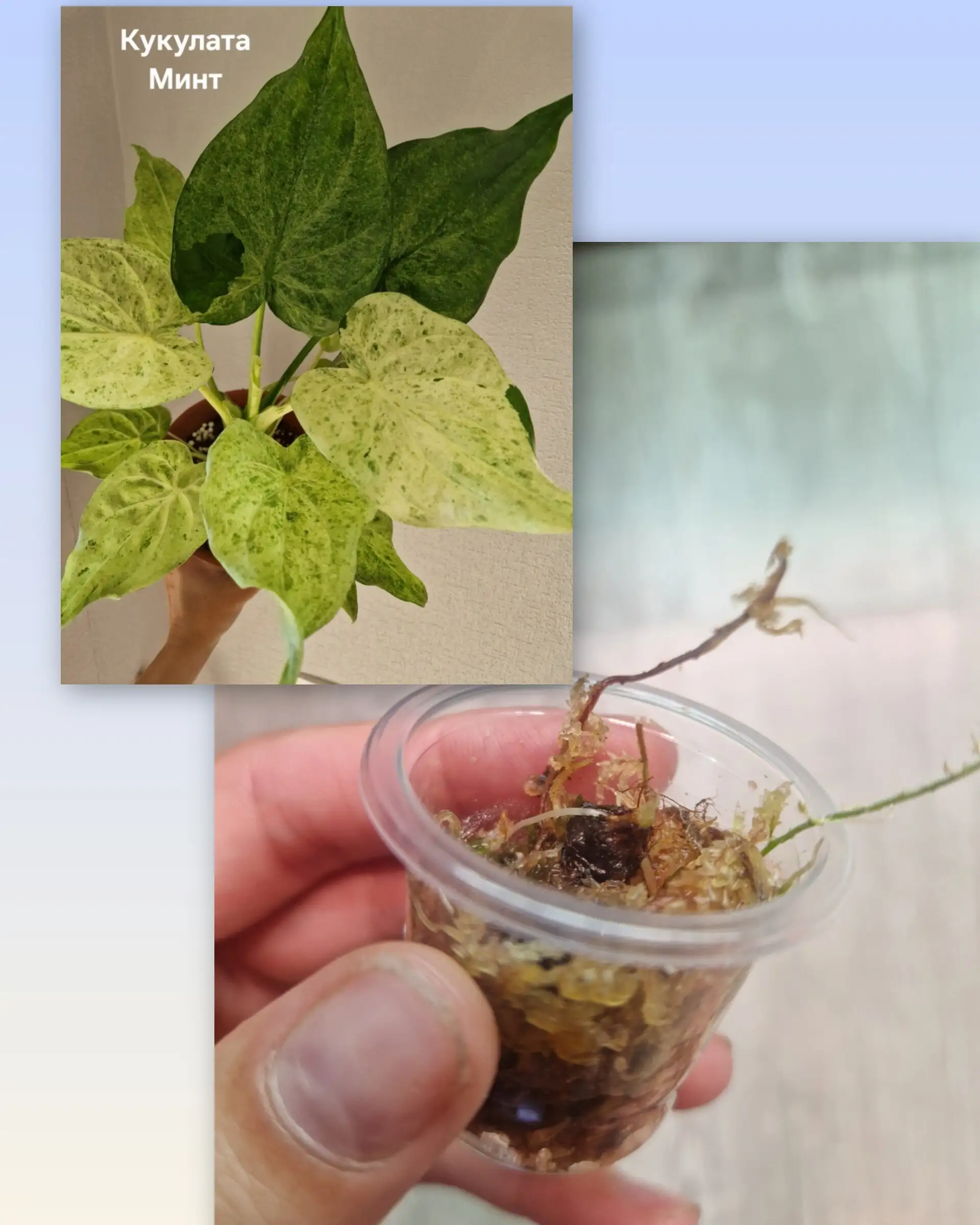 Продажа клубней алоказий - Растения (Хобби и отдых) в Барнаул