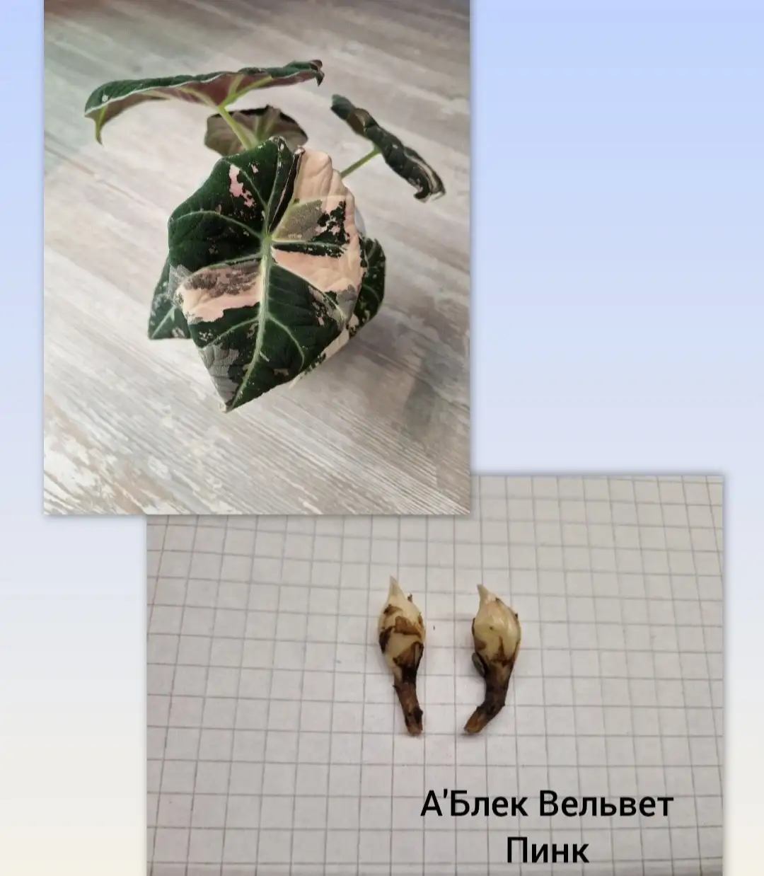 Продажа клубней алоказий - Растения (Хобби и отдых) в Барнаул