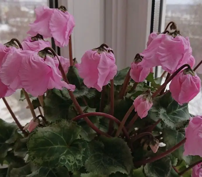 Цикламены японской селекции - Комнатные растения (Хобби и отдых) в Красноярск