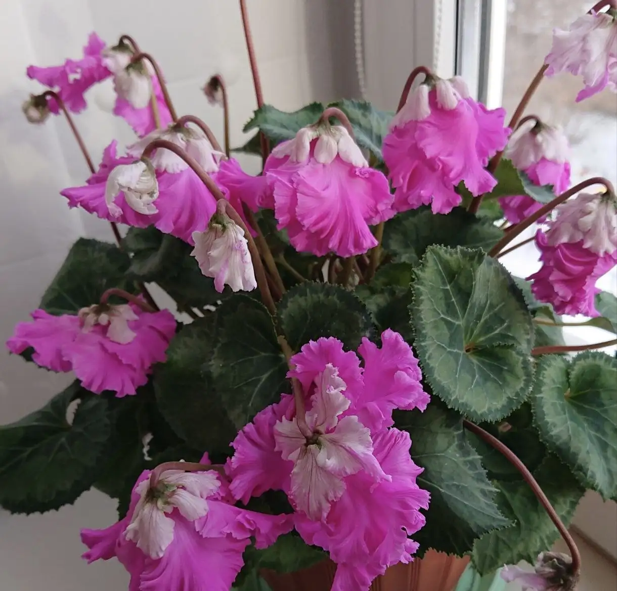 Цикламены японской селекции - Комнатные растения (Хобби и отдых) в Красноярск