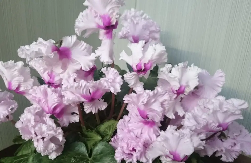 Цикламены японской селекции - Комнатные растения (Хобби и отдых) в Красноярск