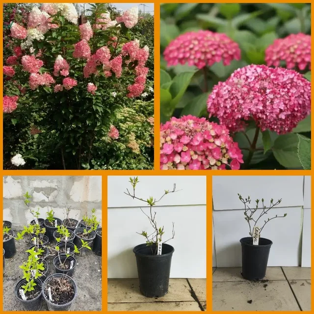 Саженцы гортензий и миндаля - Саженцы и растения в Шахты