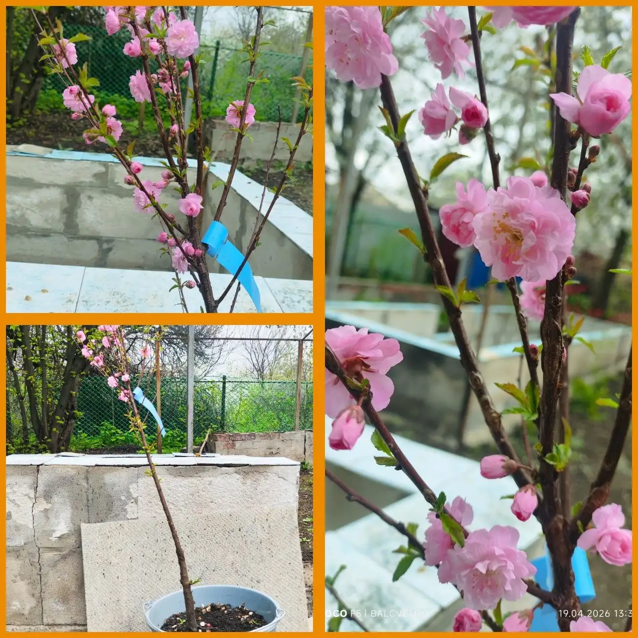 Саженцы гортензий и миндаля - Саженцы и растения (Для дома и дачи) в Шахты