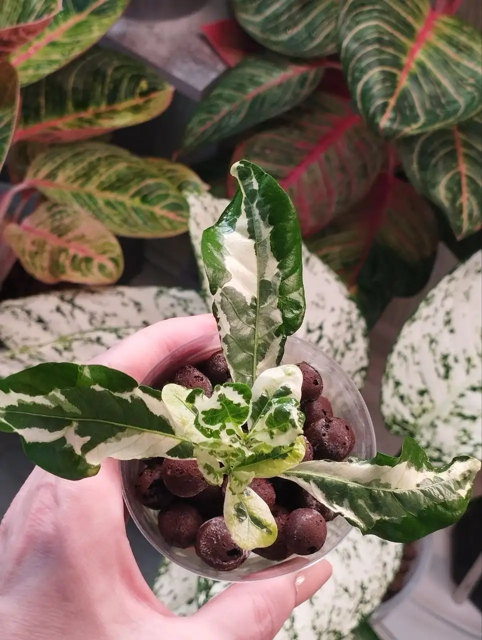 Комнатное растение - Комнатные растения (Хобби и отдых) в Красноярск