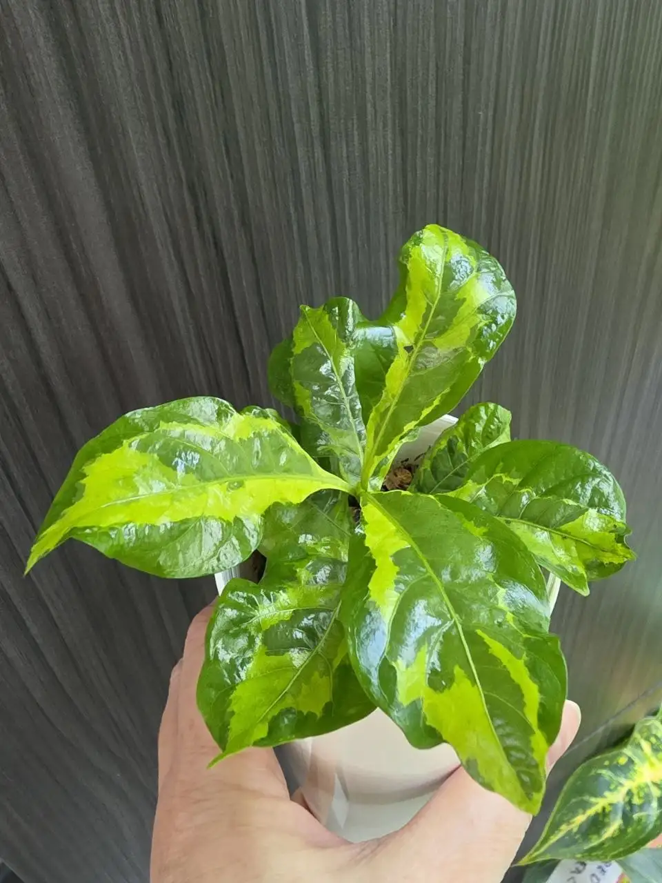 Комнатные растения - Комнатные растения (Хобби и отдых) в Красноярск