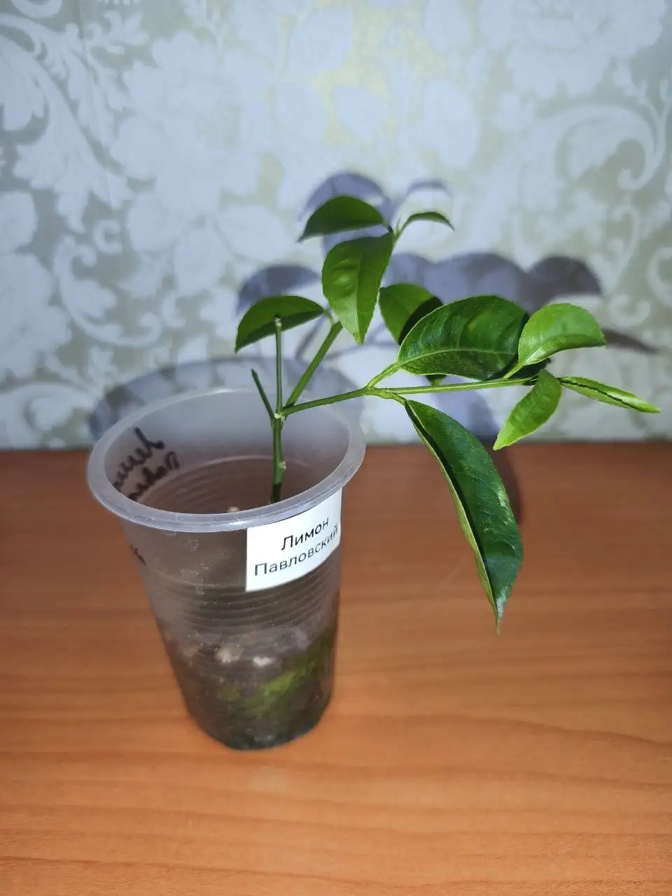 Лимон Павловский укорененный черенок - Растения (Для дома и дачи) в Красноярск