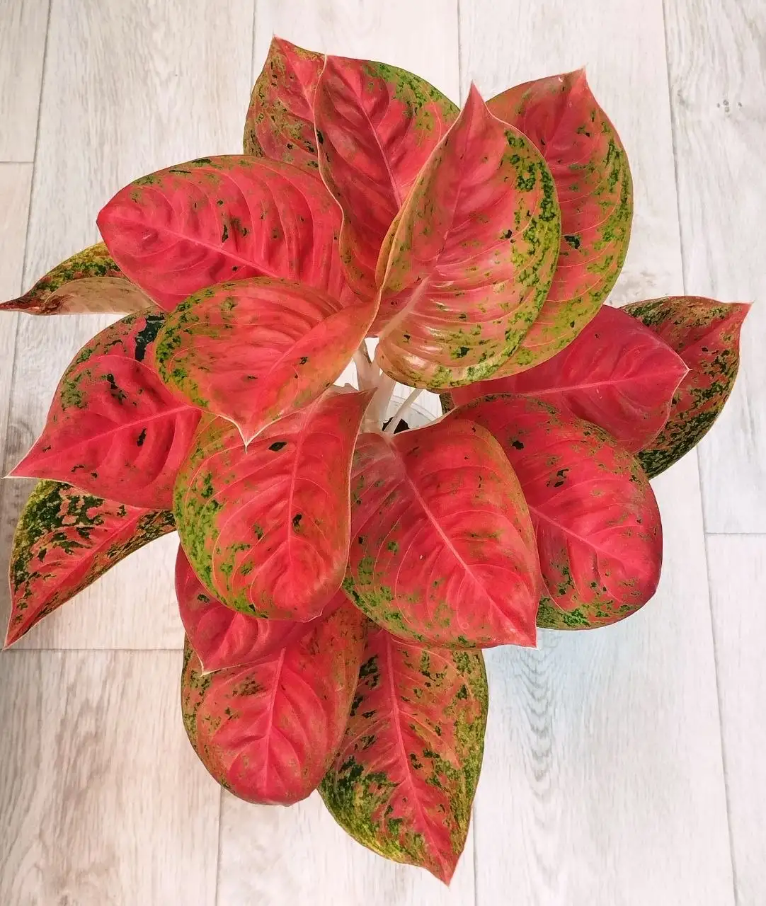 Продаю фиалку сенполию - Комнатные растения (Хобби и отдых) в Красноярск