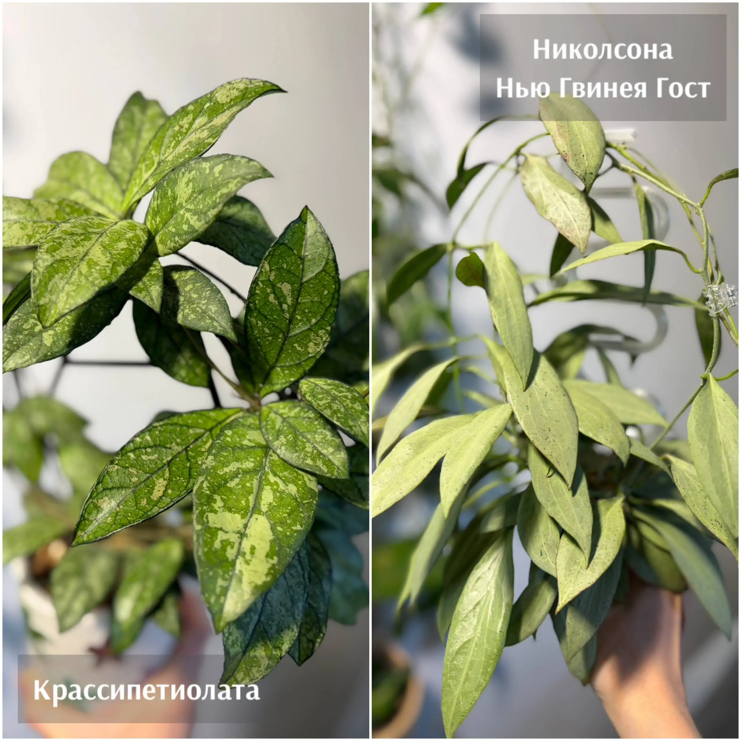 Хойи на срез - Растения (Хобби и отдых) в Красноярск