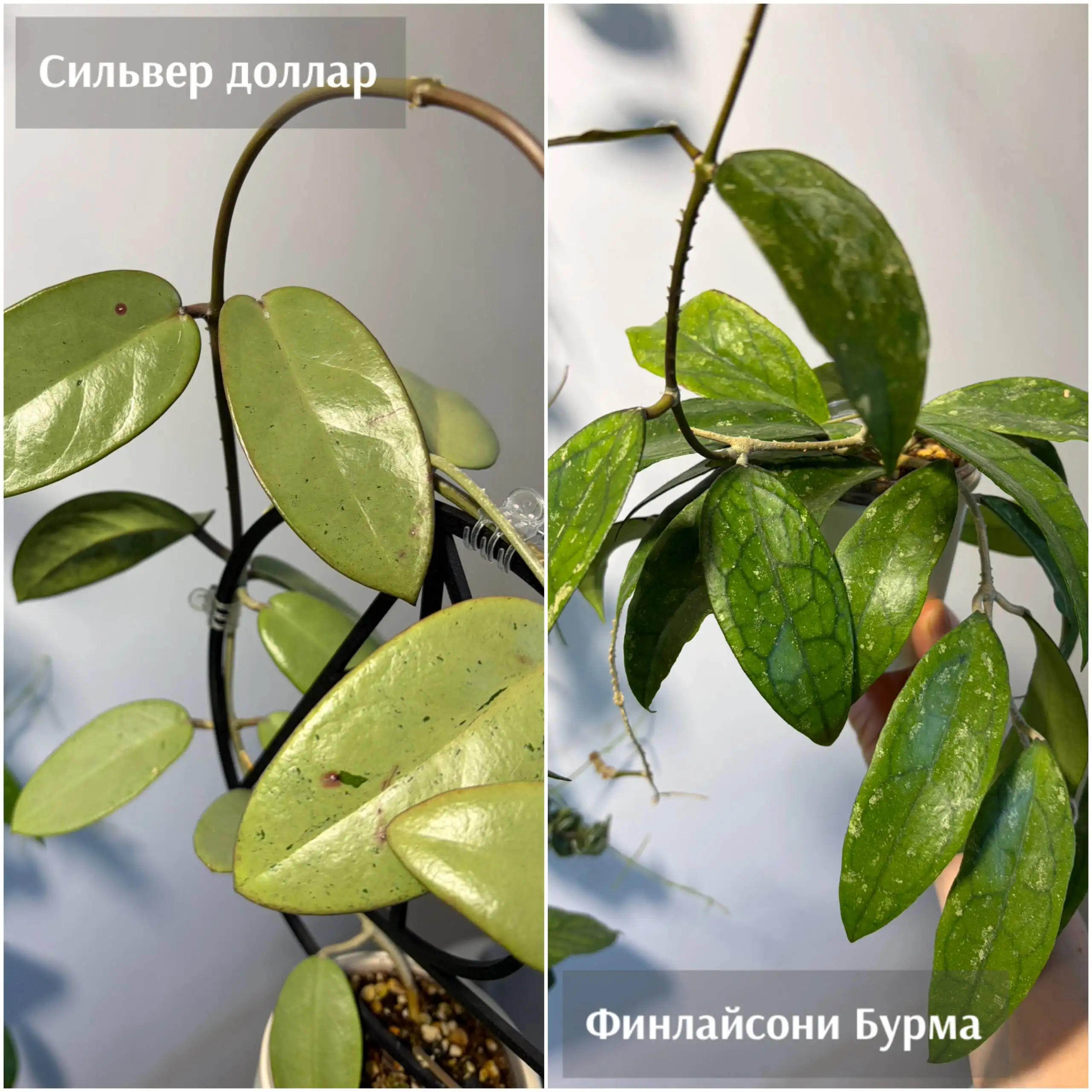 Хойи на срез - Растения (Хобби и отдых) в Красноярск