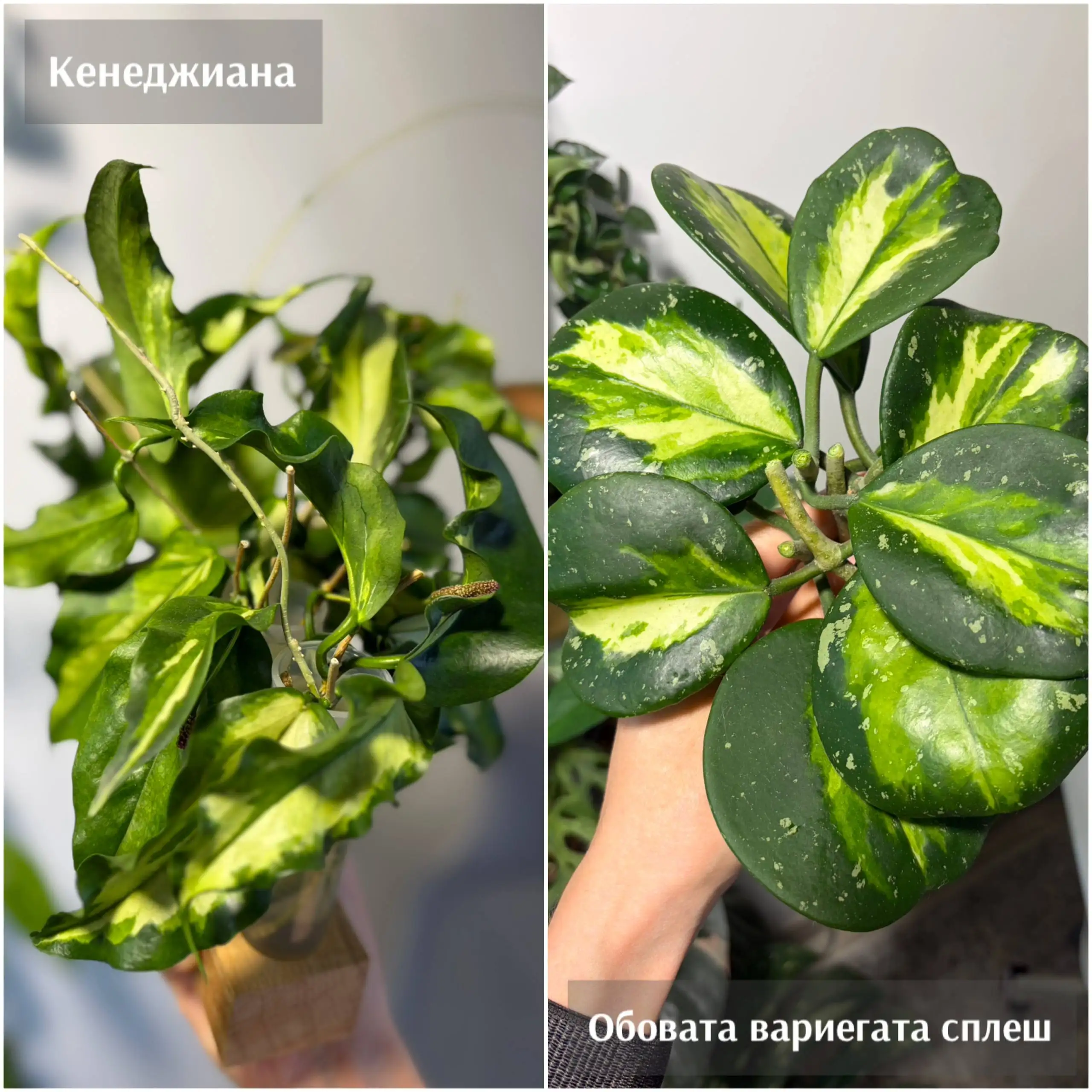 Черенки хойи: Кенеджиана, Обовата, Виберджи - Черенки (Растения) в Красноярск