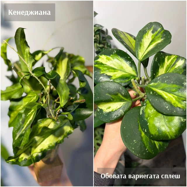 Черенки хойи: Кенеджиана, Обовата, Виберджи - Черенки в Красноярск