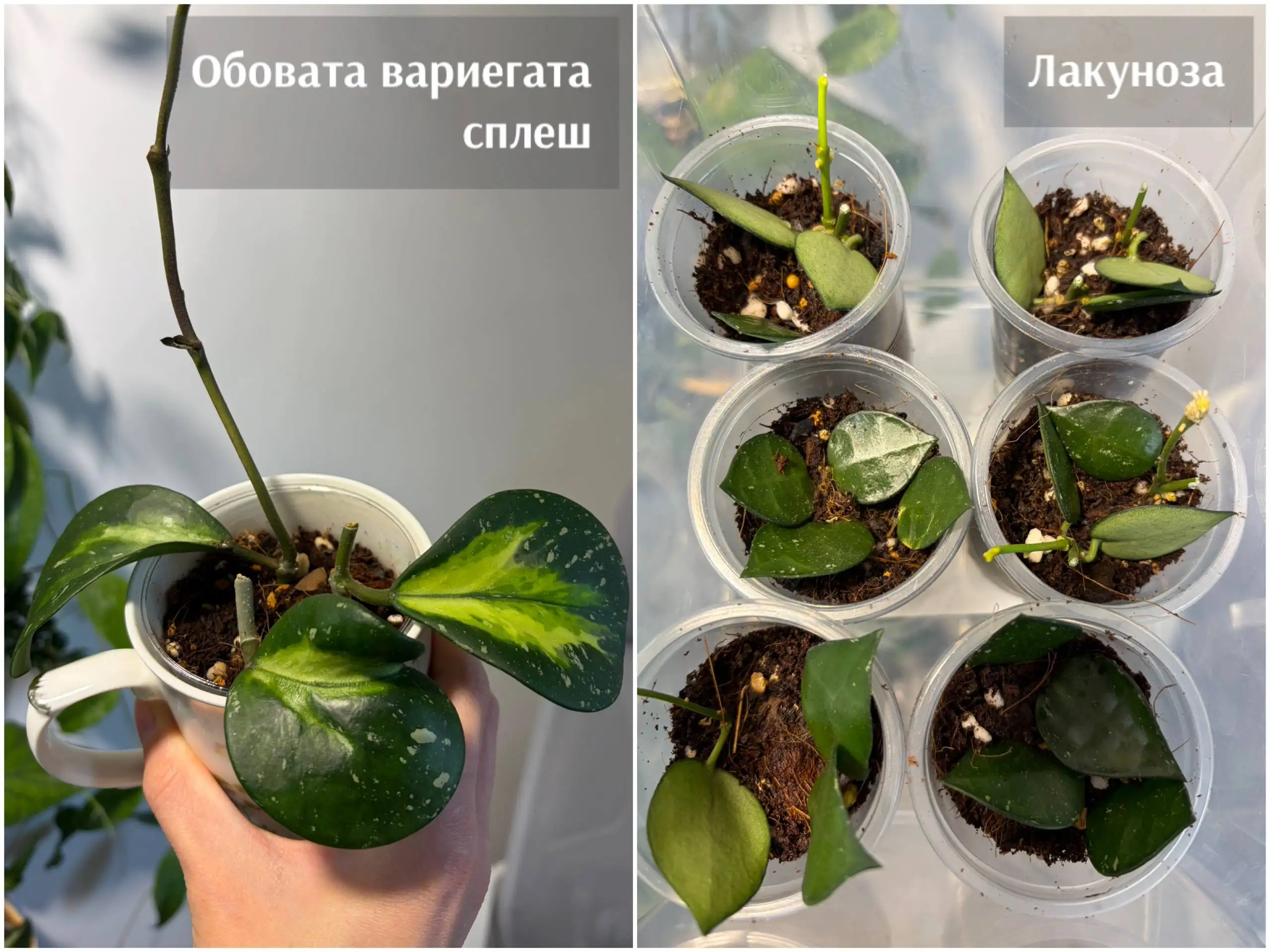 Продажа укорененных растений - Комнатные растения (Растения) в Красноярск