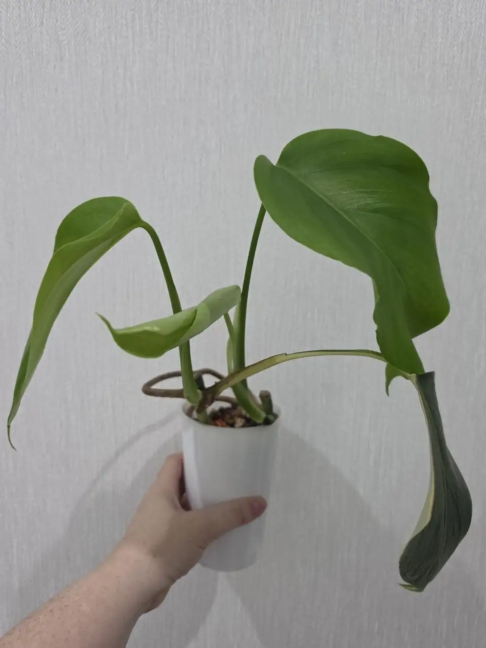 Продажа монстеры Yellow Half Moon - Растения (Хобби и отдых) в Красноярск