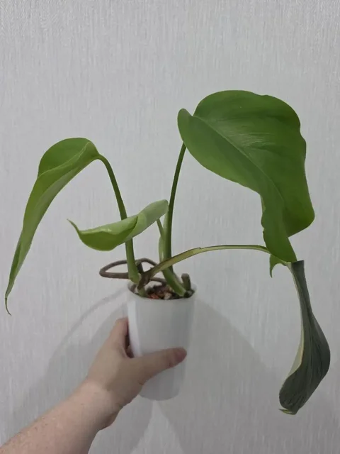 Продажа монстеры Yellow Half Moon - Хобби и отдых в Красноярск
