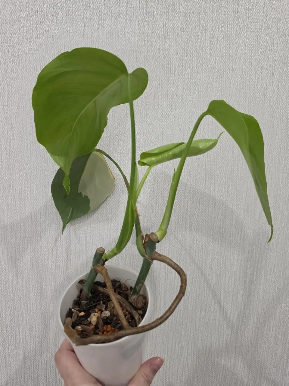 Продажа монстеры Yellow Half Moon - Растения (Хобби и отдых) в Красноярск