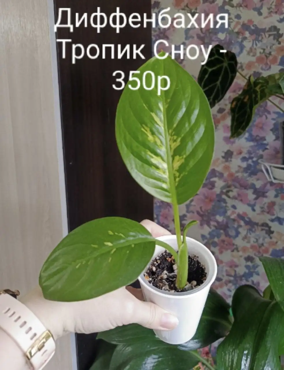 Комнатные растения - Растения (Для дома и дачи) в Красноярск