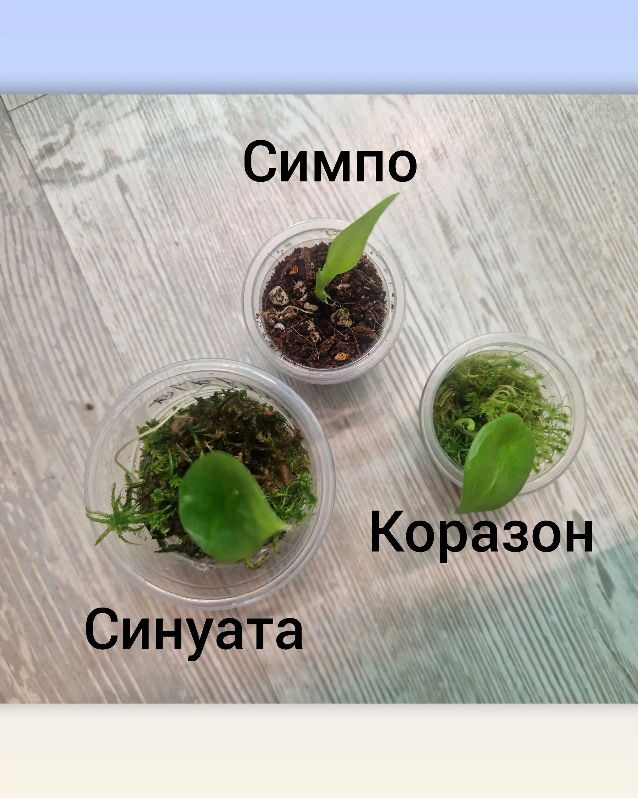 Продажа клубней алоказий - Хобби и отдых в Барнаул
