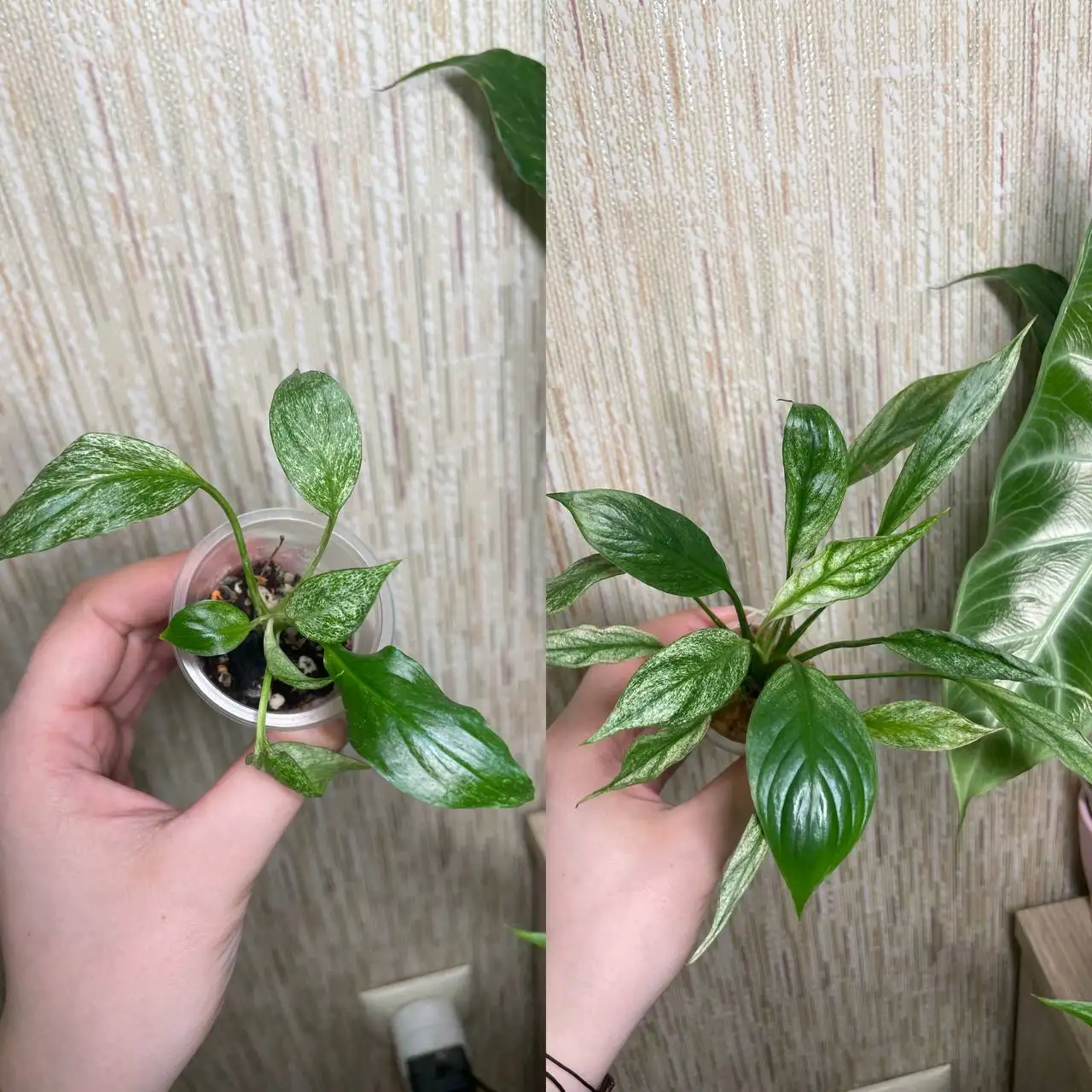Продам спатифиллум вариегатный - Комнатные растения (Растения) в Красноярск