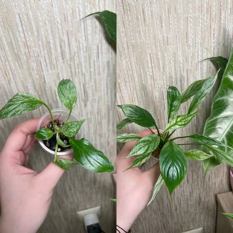 Продам спатифиллум вариегатный - Растения в Красноярск