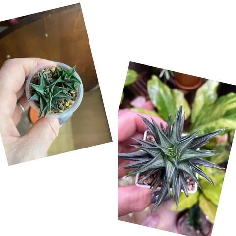 Хавортия Viscosa silver variegata с деткой - Садоводство в Красноярск